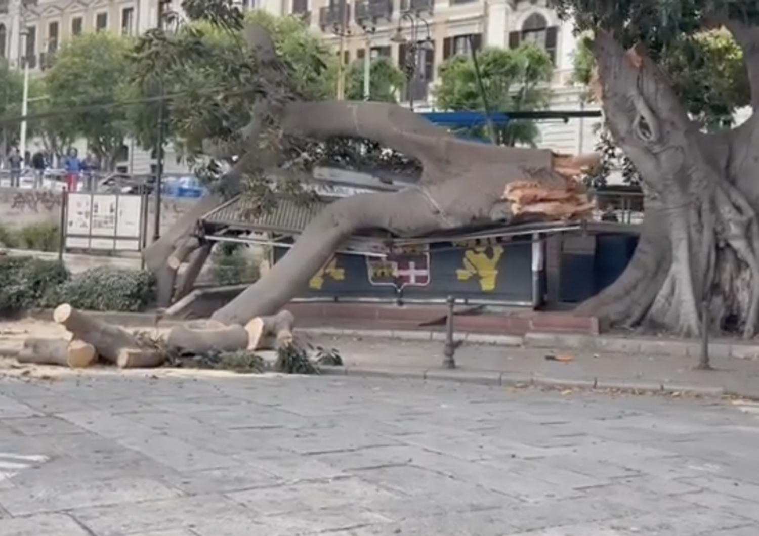 Ficus crollato a Cagliari
