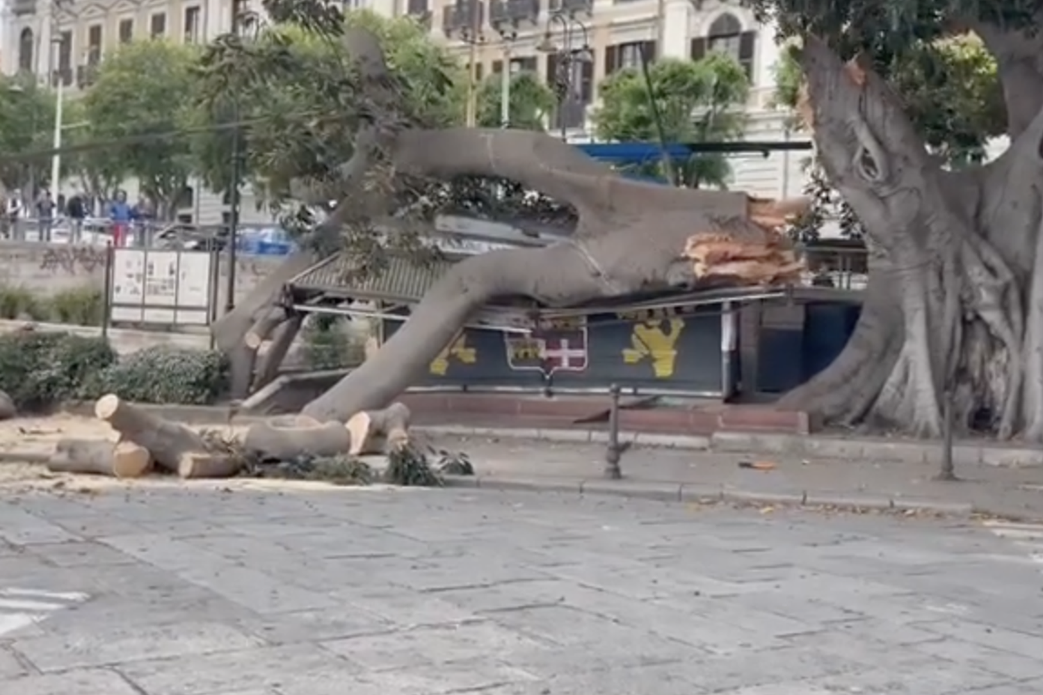 Ficus crollato a Cagliari
