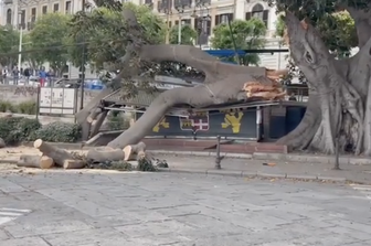 Ficus crollato a Cagliari