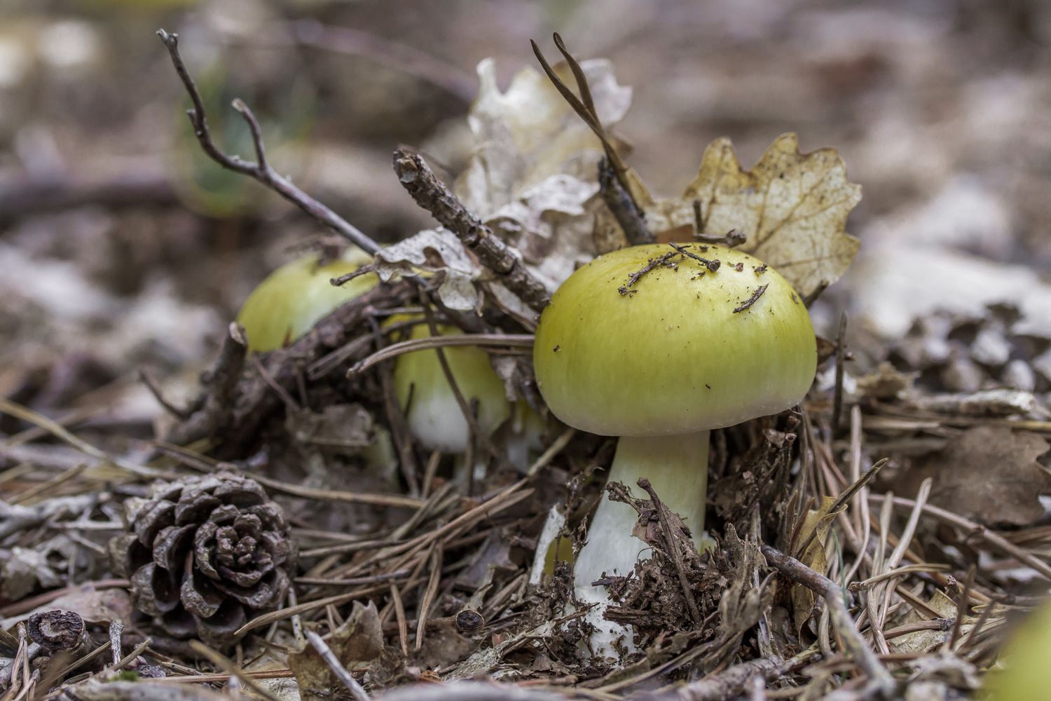 Un esemplare di amanita phalloides