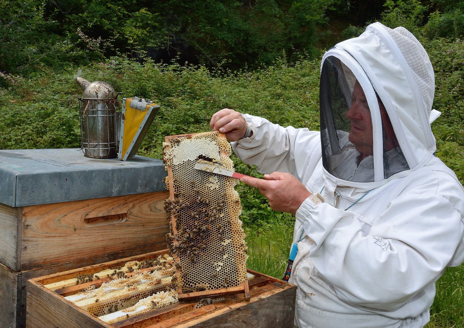 giornata api appello fao per tutelare gli impollinatori