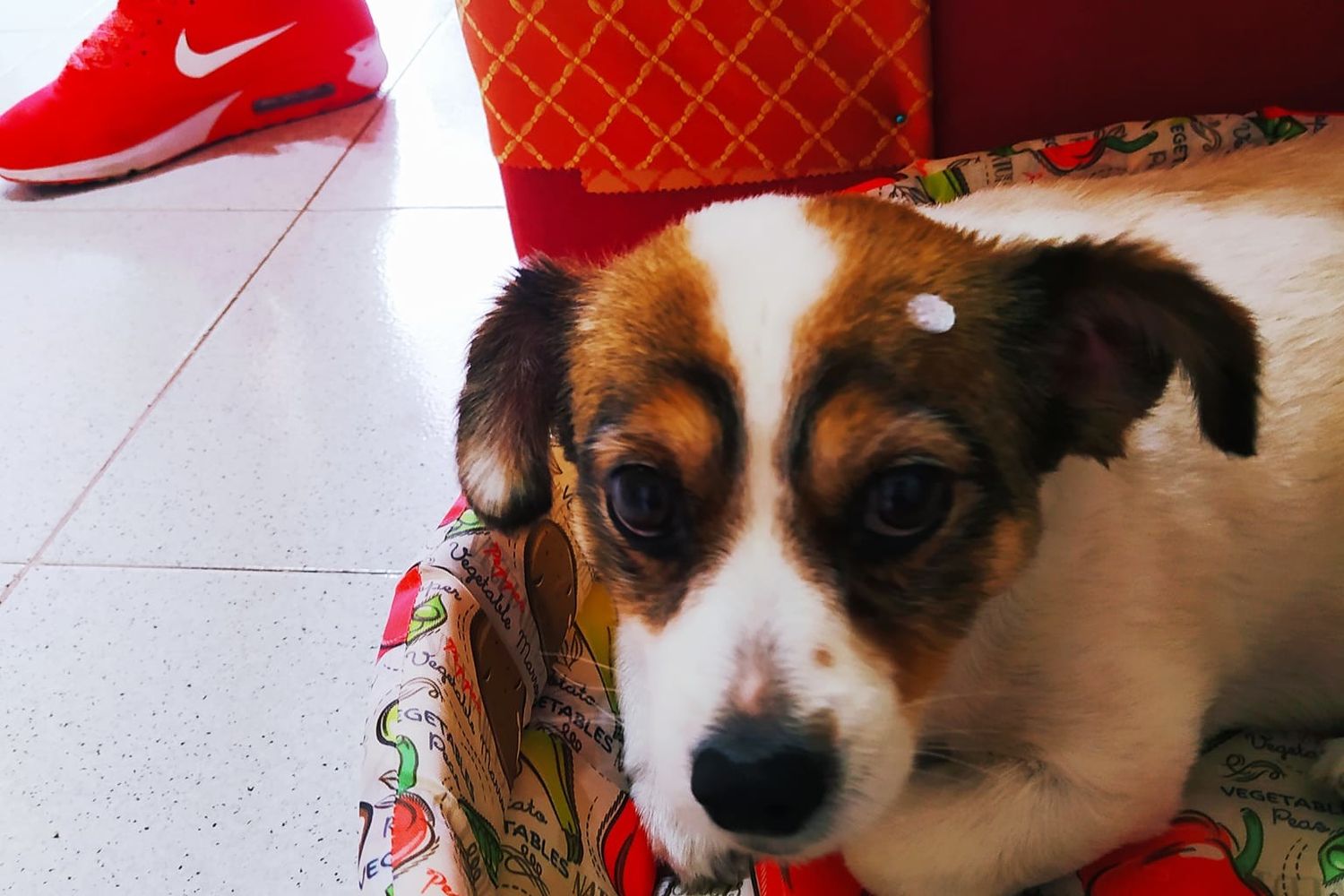 Il cagnolino azzannato