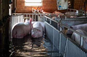 Maiali in un allevamento intensivo allagato