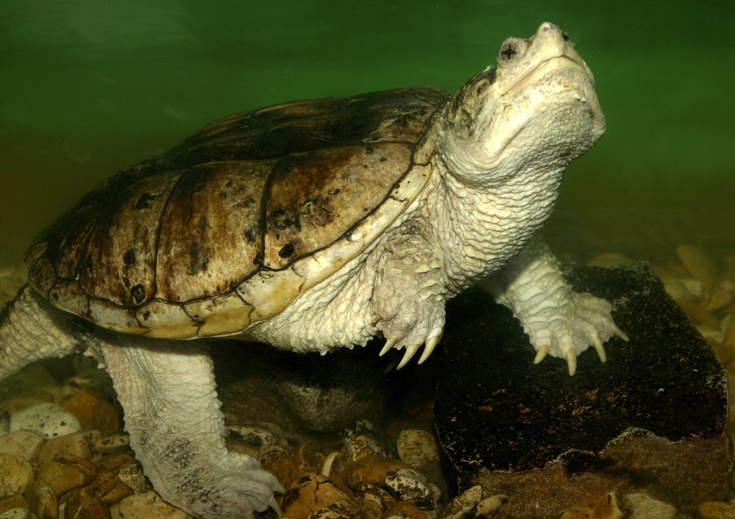 Una tartaruga azzannatrice