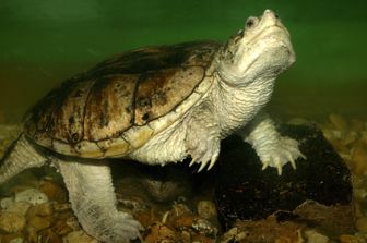 Una tartaruga azzannatrice