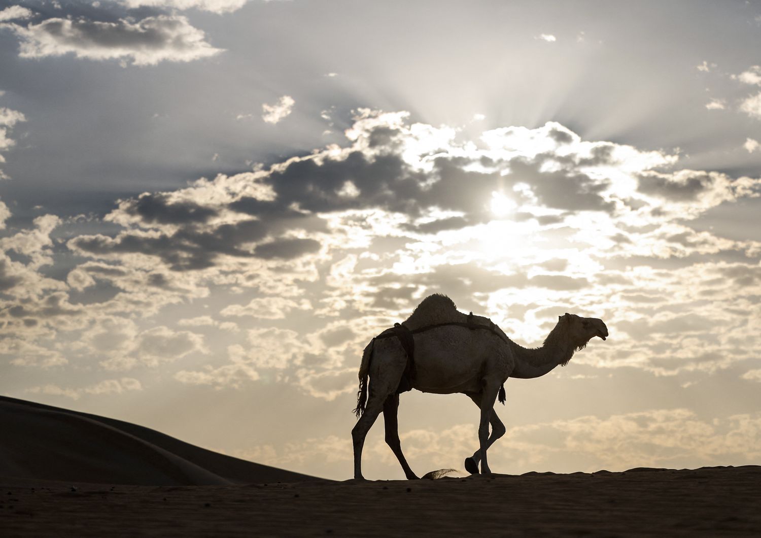 Cammelo nel deserto arabico