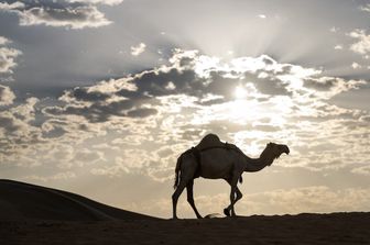 Cammelo nel deserto arabico