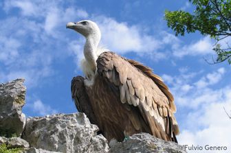 L'avvoltoio Tewes