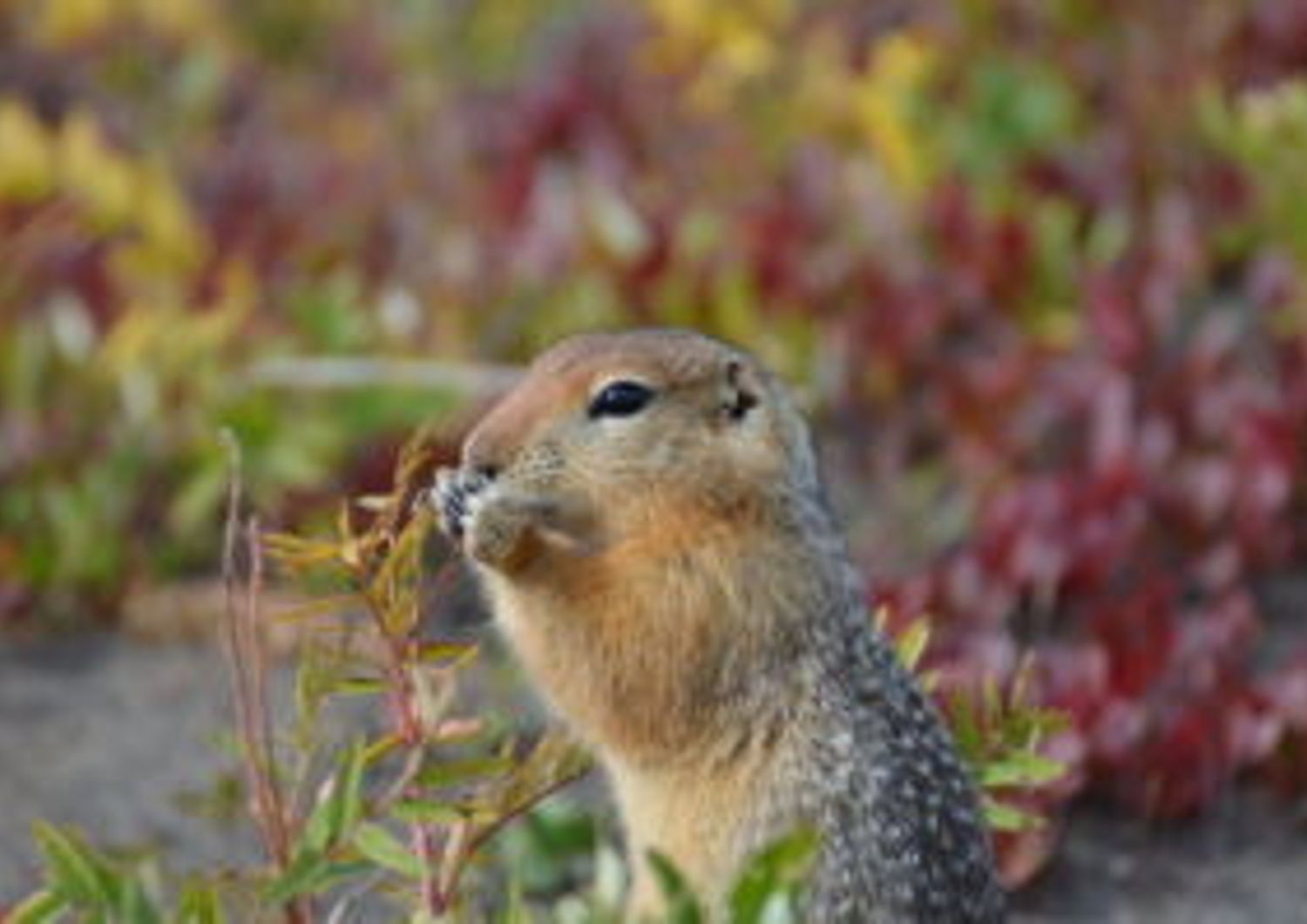 Un giovane scoiattolo di terra artico che cerca cibo vicino alla Toolik Field Station nell&rsquo;Alaska settentrionale&nbsp;