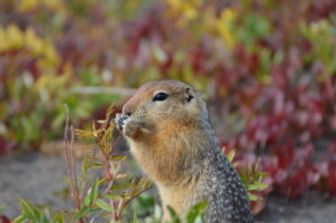Un giovane scoiattolo di terra artico che cerca cibo vicino alla Toolik Field Station nell&rsquo;Alaska settentrionale&nbsp;