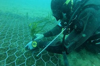 porto torres grande trapianto posidonia oceanica