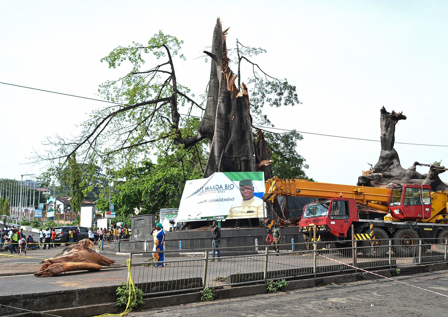 Albero simbolo di Freetown distrutto dal maltempo