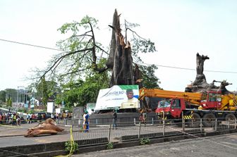Albero simbolo di Freetown distrutto dal maltempo