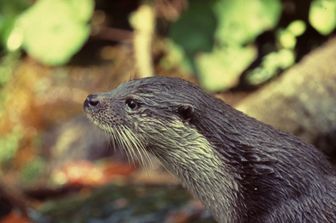 Una lontra italiana