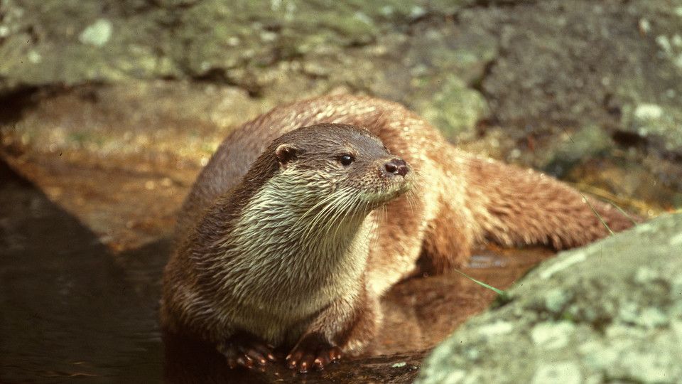 Una lontra italiana