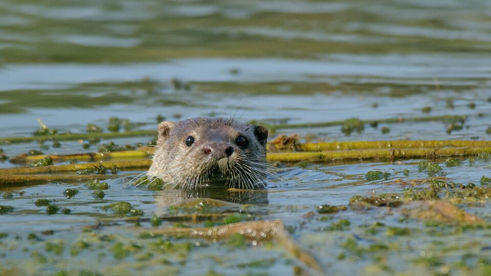 Una lontra italiana