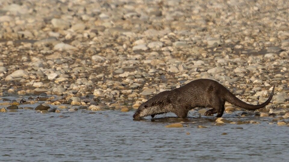 Una lontra italiana