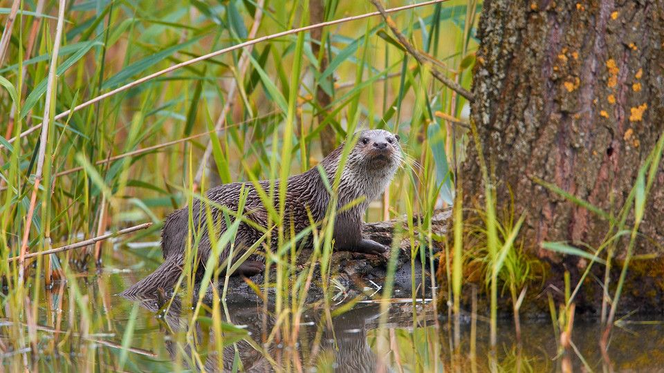 Una lontra italiana