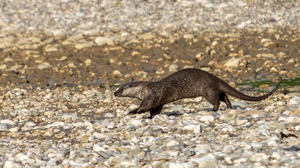 Una lontra italiana