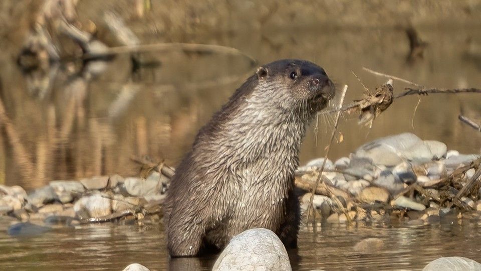 Una lontra italiana