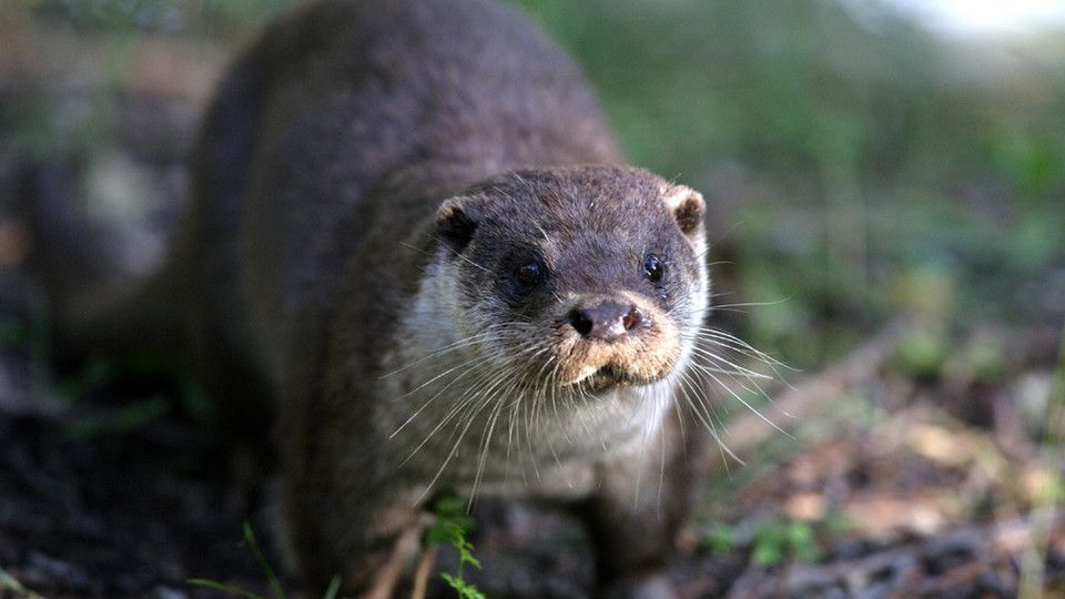 Una lontra italiana