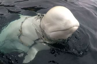 Beluga sospettato di essere una spia russa
