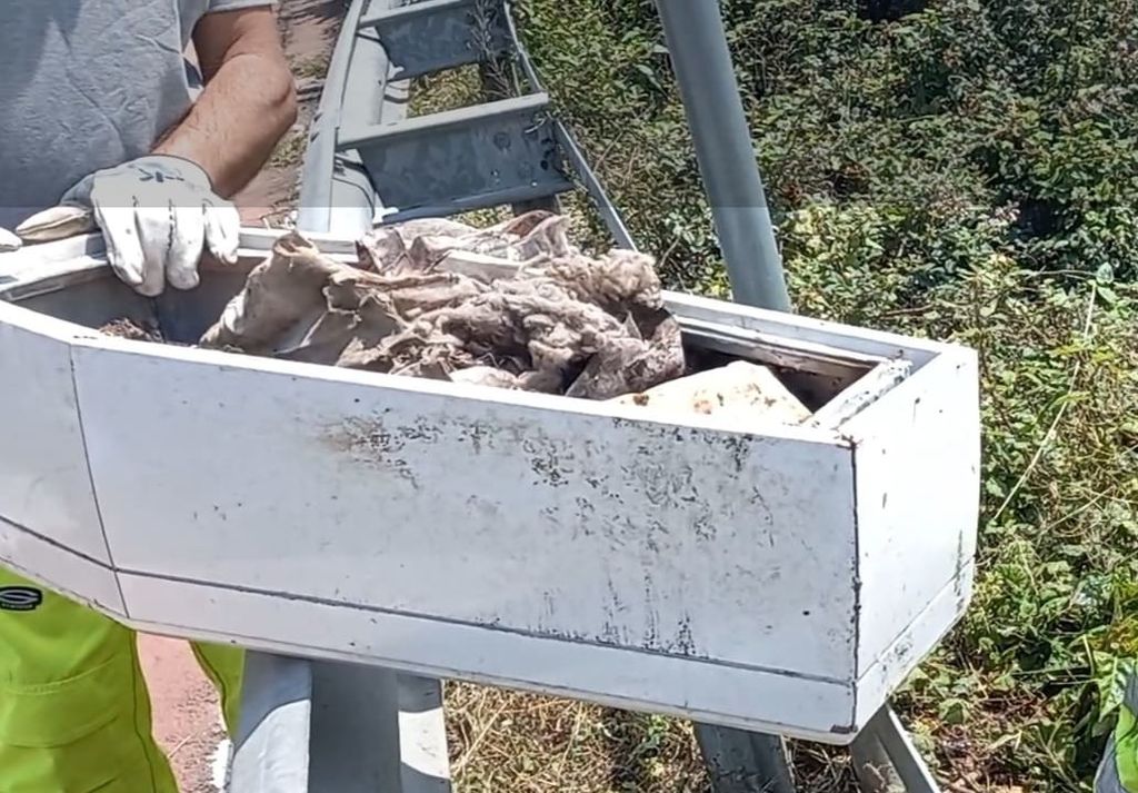 Bara bianca trovata ai margini di una strada a Catania