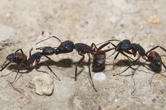 formiche modificano forma nido per orientarsi