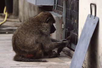 Scimmia in cattivit&agrave;