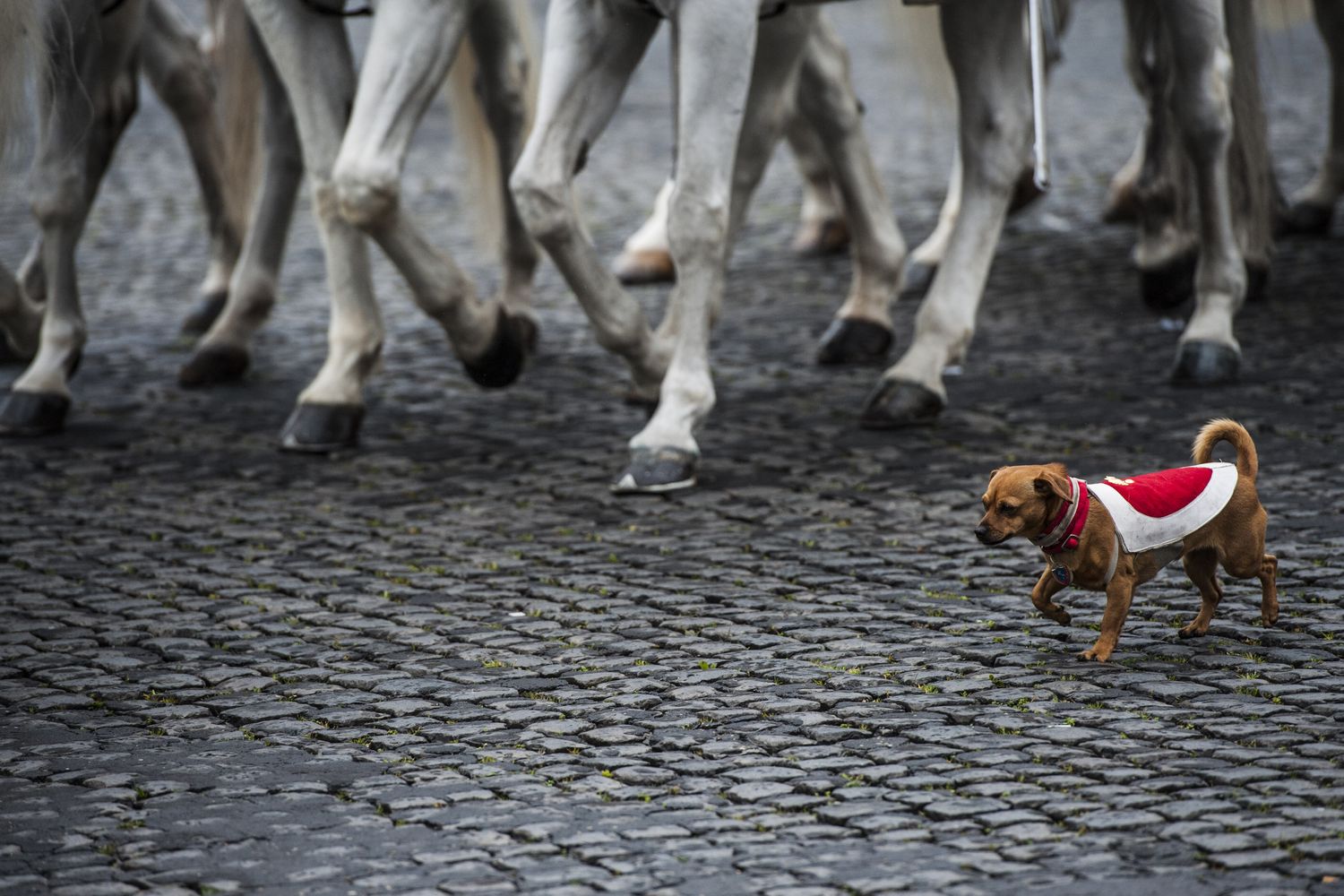 Briciola, la cagnetta mascotte dei Carabinieri&nbsp;