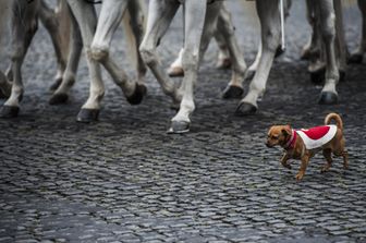 Briciola, la cagnetta mascotte dei Carabinieri&nbsp;