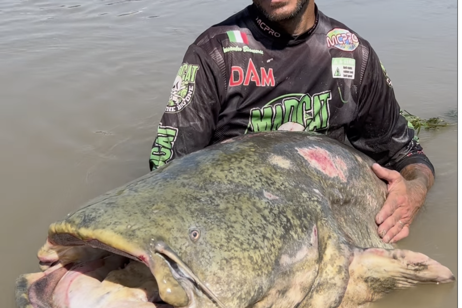 Il pesce mostro del Po