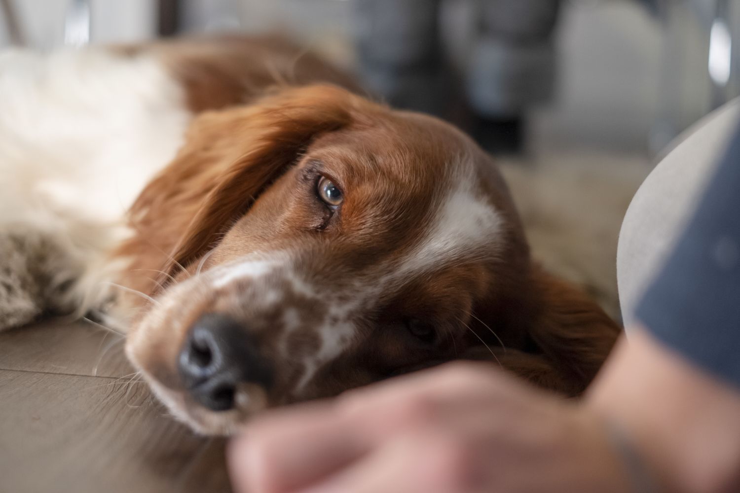 Un cane di razza Setter