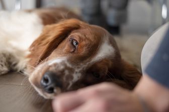Un cane di razza Setter