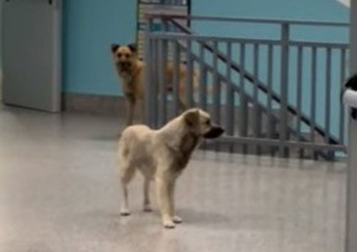 &nbsp;Cani randagi nell'ospedale di Lamezia