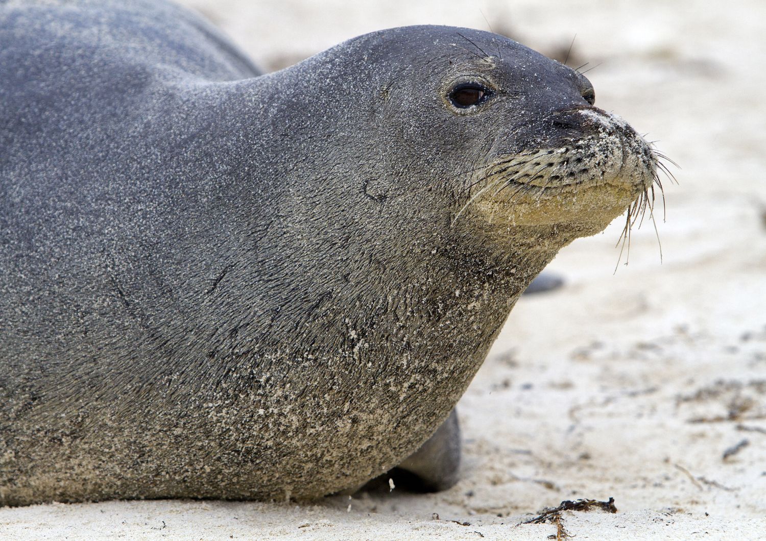 &nbsp;Una foca monaca hawaiana