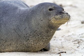 &nbsp;Una foca monaca hawaiana