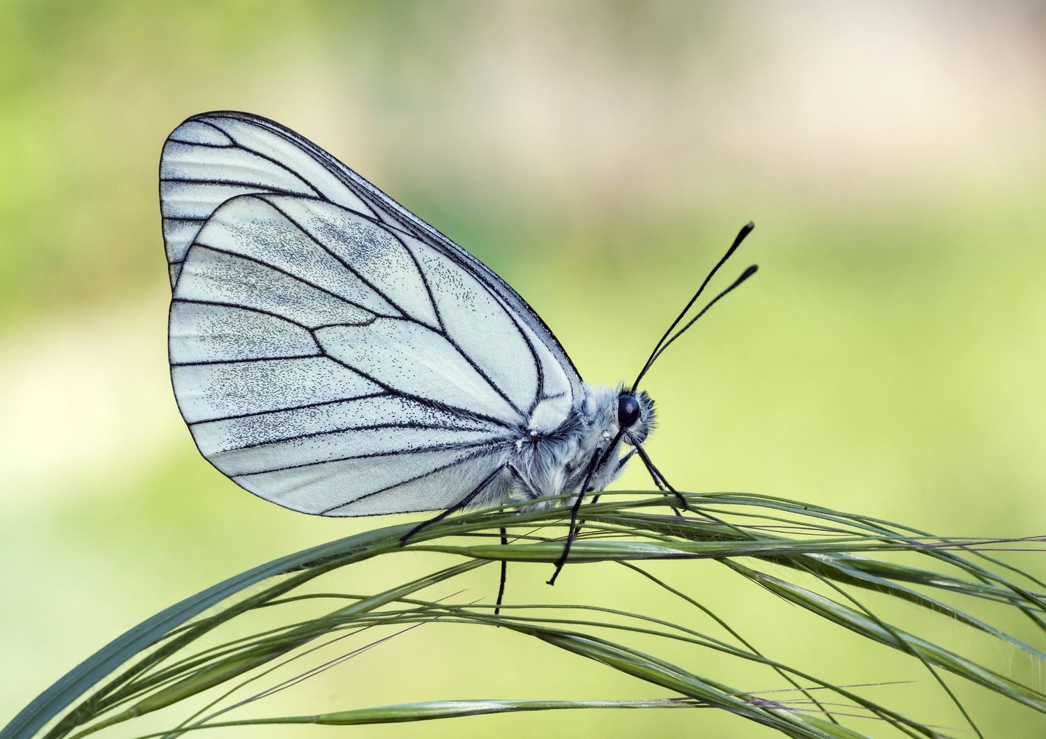 La farfalla bianca venata di nero si considerava estinta dal 1925. E invece &egrave; tornata a volare