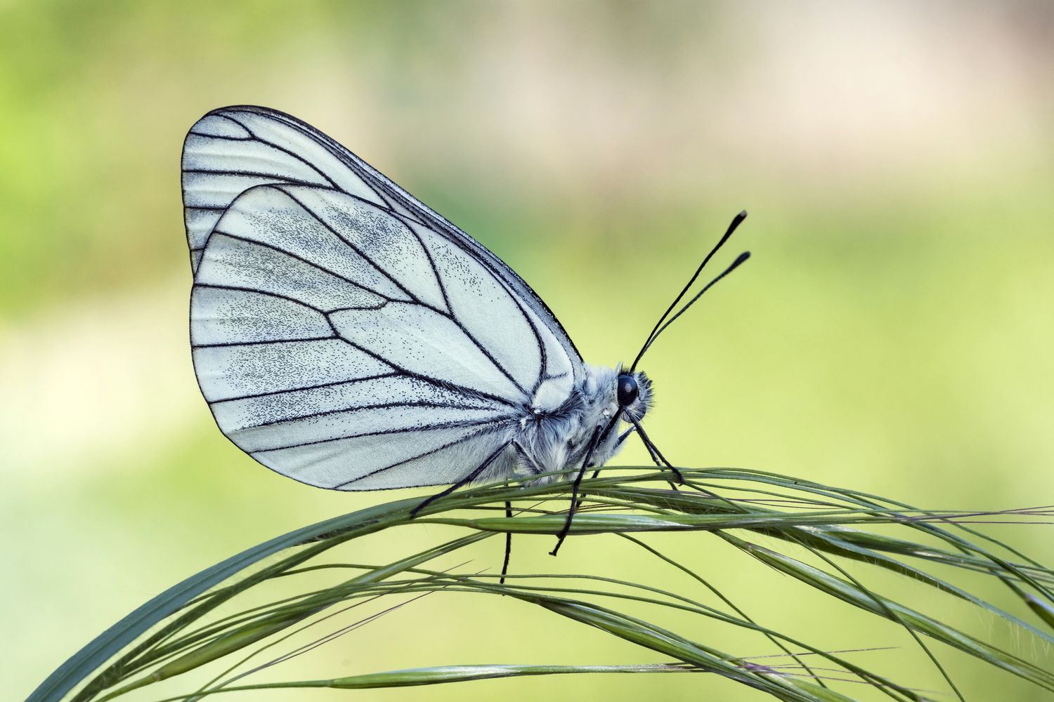 La farfalla bianca venata di nero si considerava estinta dal 1925. E invece &egrave; tornata a volare