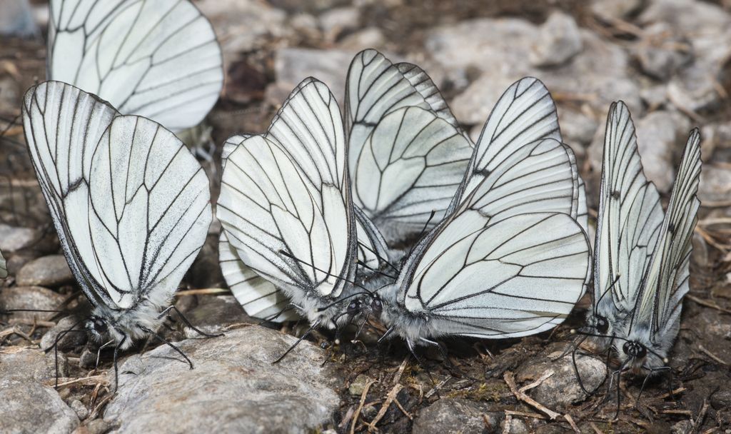 Un gruppo di farfalle bianche venate di nero, che si pensava fossero estinte