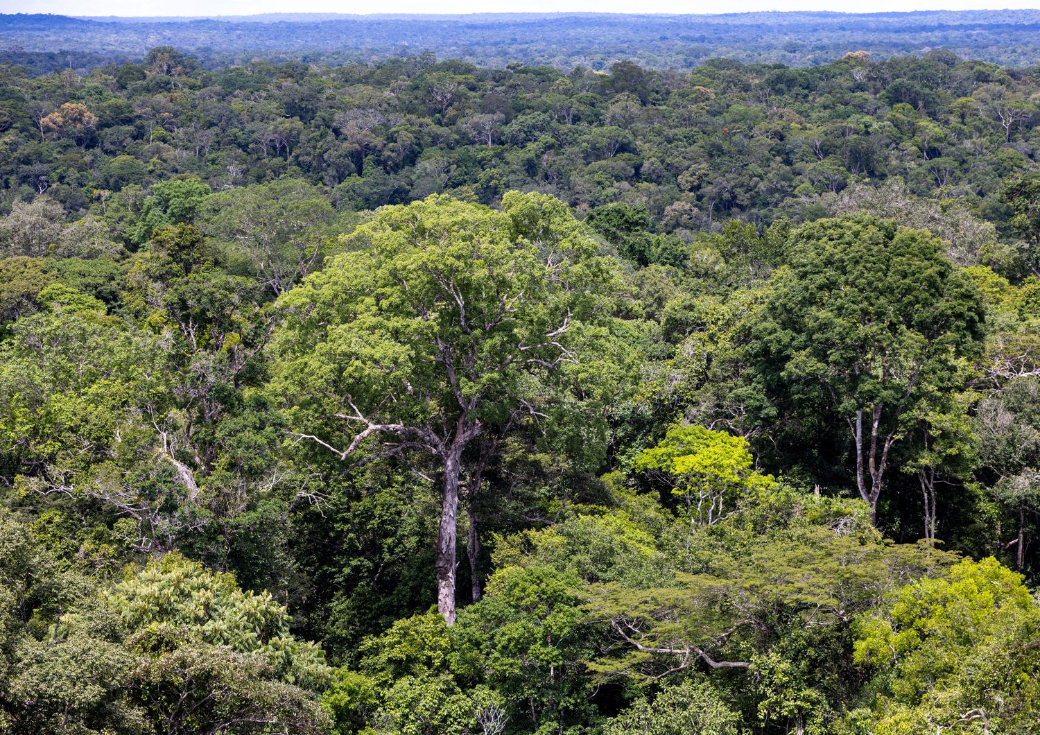 Veduta aerea dell'Amazzonia