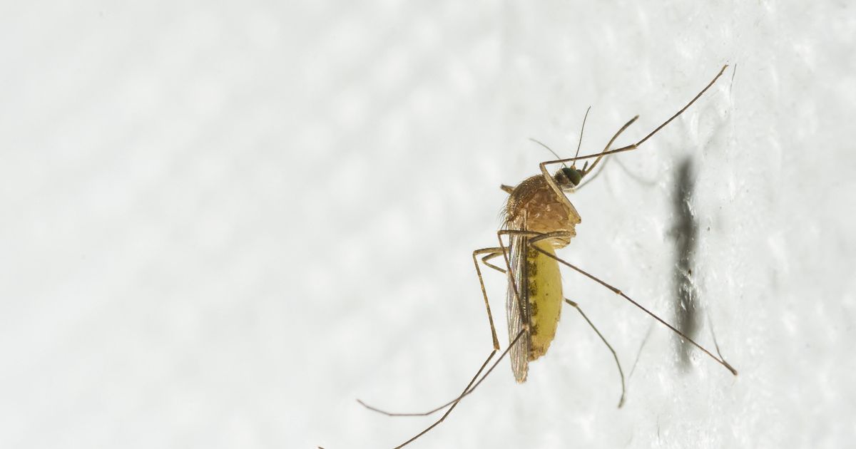 Why Some People Get Bitten More by Mosquitoes: DEET & Other Hidden Factors