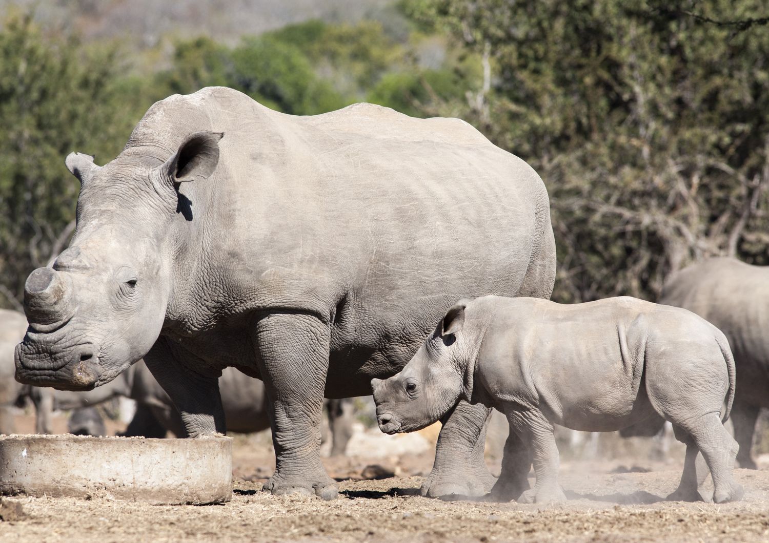 Rinoceronti senza corno