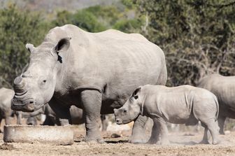 Rinoceronti senza corno