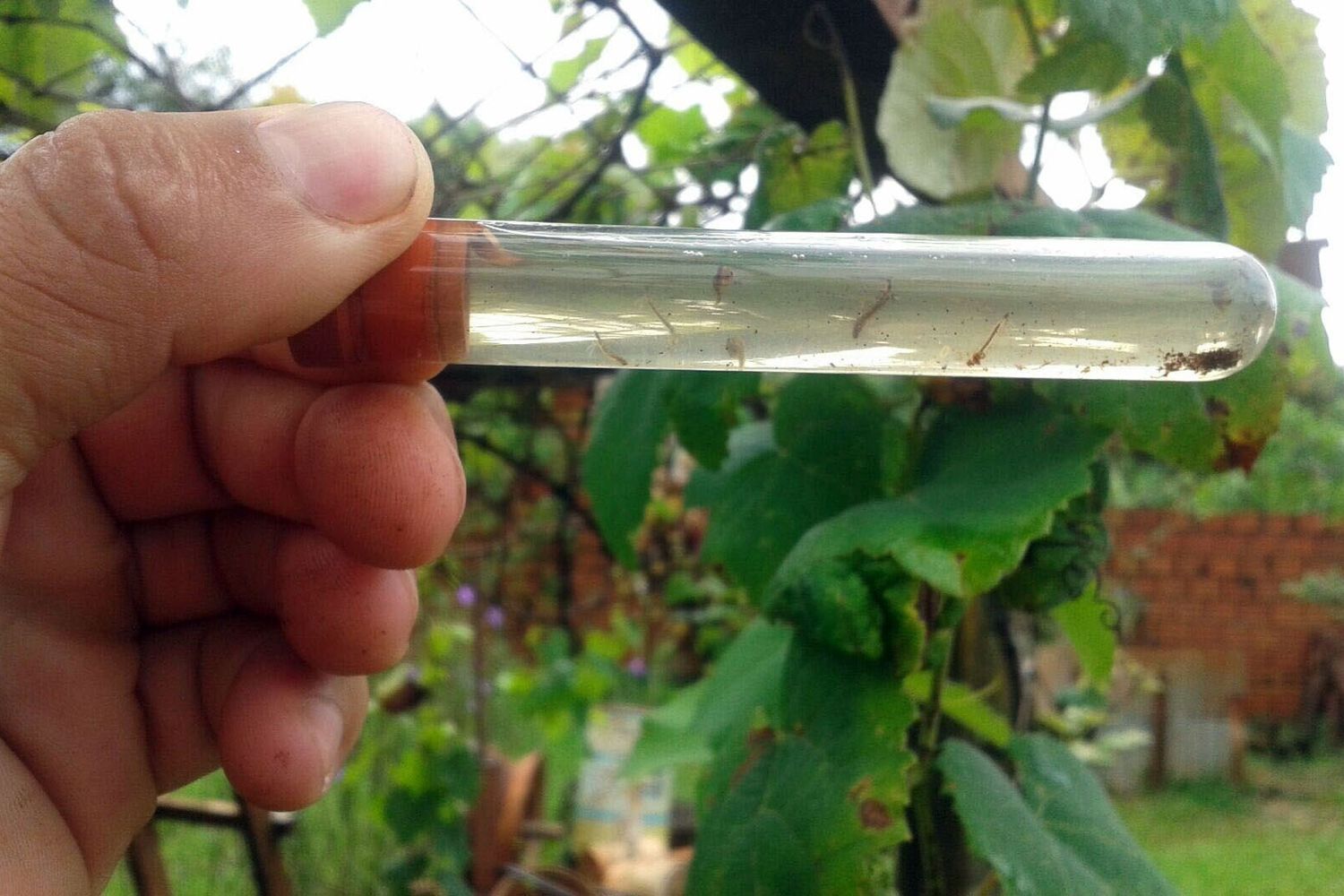 Prelievo di larve di zanzare