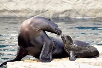 La piccola otaria nata al Bioparco di Roma con la mamma