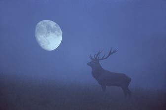 luna piena cervo buck moon&nbsp;