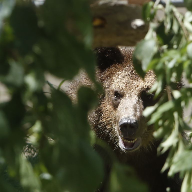 Orso immortalato in Trentino