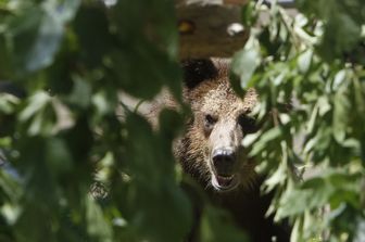 Orso immortalato in Trentino