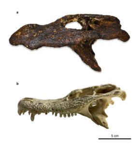 Identificate nuove antiche specie di alligatore asiatico